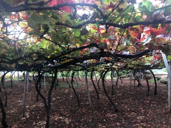 マデイラワイン、黒ブドウ