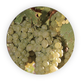 Malvasia（Malmsey）